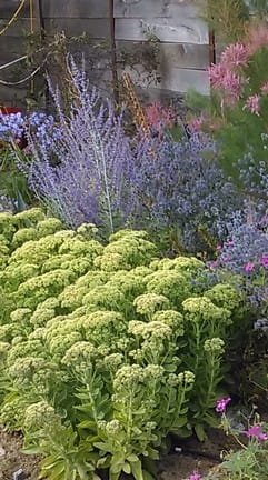 Sedum and perovskia