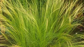 Stipa tenuissima