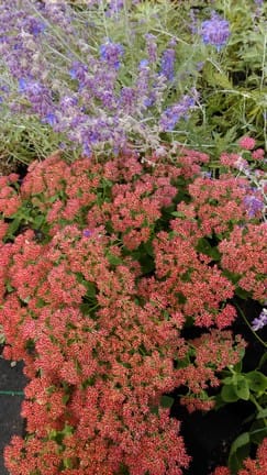 Sedum autumn joy