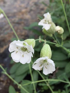 Silene Uniflora