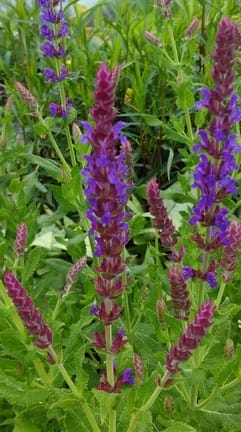 Salvia ostfriesland