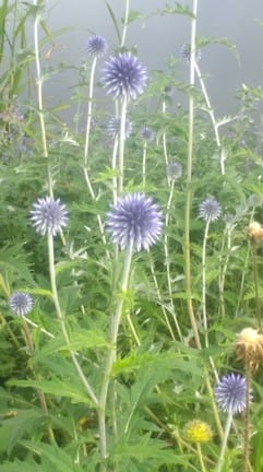 Echinops veitch blue (2)