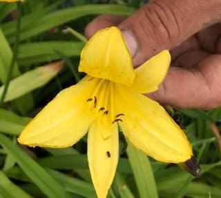 Hemerocallis corky