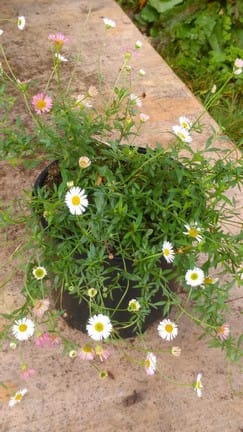 Erigeron karvinskianus