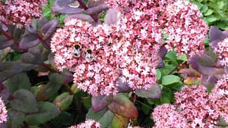 Sedum matora
