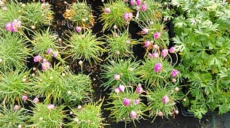 Armenia maritima _Splendens_(1)